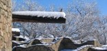 Photo of Junco on Great Kiva Viga